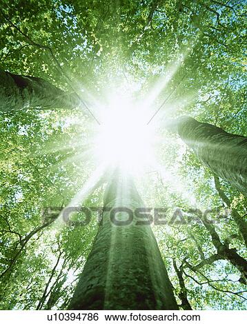 Stock Photograph - Sunlight shining through trees. Fotosearch