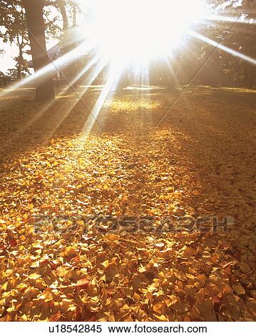 Sunlight shining through trees View Large Photo Image Stock Photography - Sunlight shining through trees. Fotosearch