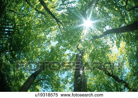 Stock Photography - Sunlight shining through trees. Fotosearch