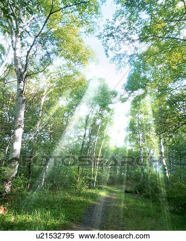 Stock Photography - Sunlight shining through trees. Fotosearch