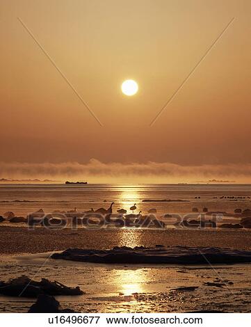 Stock Photo - Sunrise and Swan. Fotosearch