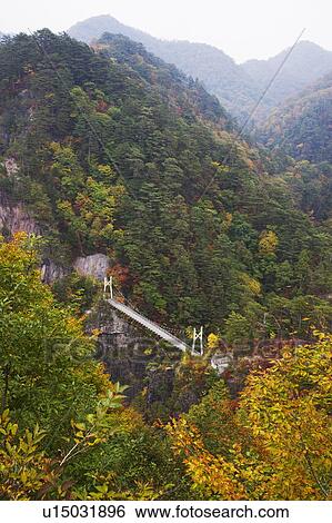 Suspension bridge over Seto aikyo ravine in autumn, Nikko city, Tochigi Prefecture, Honshu, Japan View Large Photo Image Stock Photograph - Suspension bridge over Seto aikyo ravine in autumn, Nikko city, Tochigi Prefecture, Honshu, Japan. Fotosearch