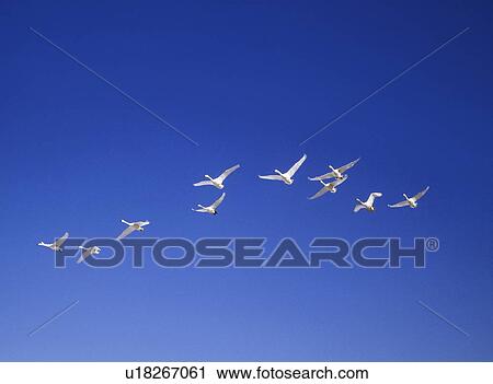 Swan flying in sunny sky, blue background, copy space, Hokkaido prefecture, Japan View Large Photo Image Stock Image - Swan flying in sunny sky, blue background, copy space, Hokkaido prefecture, Japan. Fotosearch