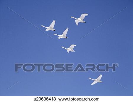 Stock Photo - Swan flying in sunny sky, blue background, Hokkaido prefecture, Japan. Fotosearch