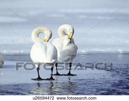 Swans Grooming Themselves View Large Photo Image Stock Image - Swans Grooming Themselves. Fotosearch