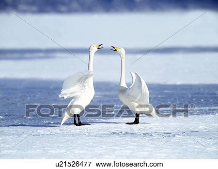 Swans on frozen Lake Kussharo, Hokkaido prefecture, Japan View Large Photo Image Stock Photo - Swans on frozen Lake Kussharo, Hokkaido prefecture, Japan. Fotosearch