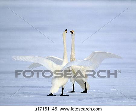 Stock Photography - Swans on frozen Lake Kussharo, Hokkaido prefecture, Japan. Fotosearch