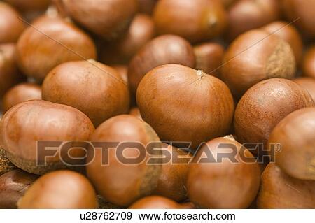 Sweet Chestnuts View Large Photo Image Stock Photo - Sweet Chestnuts. Fotosearch