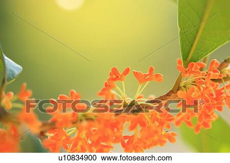Stock Image - Sweet olive tree blossoms. Fotosearch