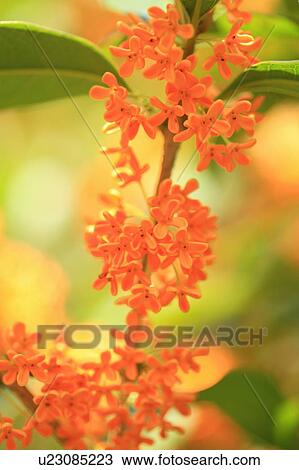 Stock Image - Sweet olive tree blossoms. Fotosearch