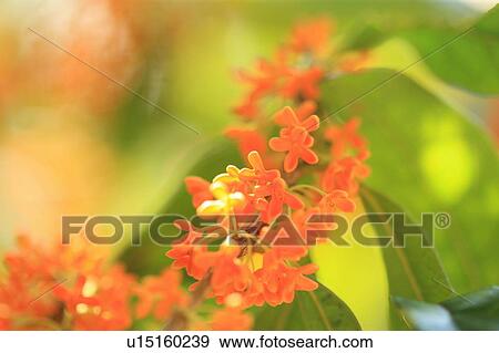 Sweet olive tree blossoms View Large Photo Image Stock Photo - Sweet olive tree blossoms. Fotosearch
