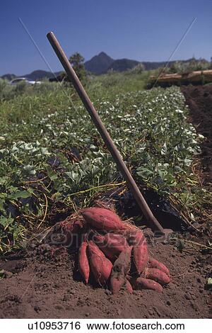 Stock Photograph - Sweet potato field. Fotosearch