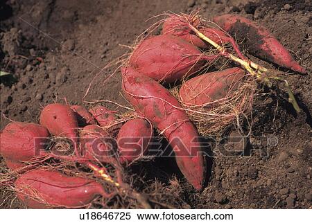 Stock Photography - Sweet potato in soil. Fotosearch