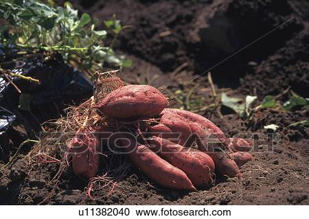 Sweet potatoes in field View Large Photo Image Stock Image - Sweet potatoes in field. Fotosearch