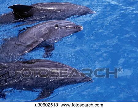 Swimming Three Dolphins View Large Photo Image Stock Photo - Swimming Three Dolphins. Fotosearch