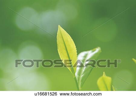 Stock Photograph - Tea leaves, close up. Fotosearch