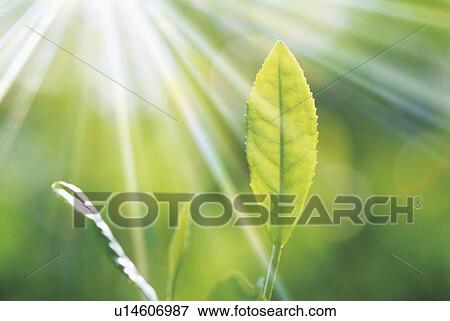 Tea Leaves View Large Photo Image Stock Photo - Tea Leaves. Fotosearch
