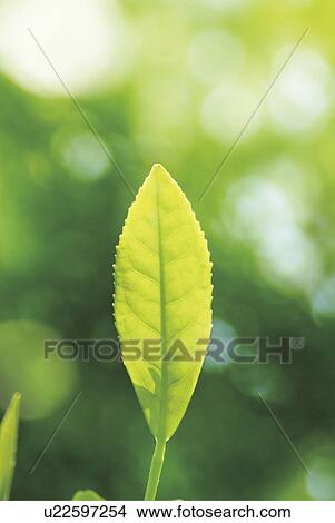 Picture - Tea tree leaf. Fotosearch