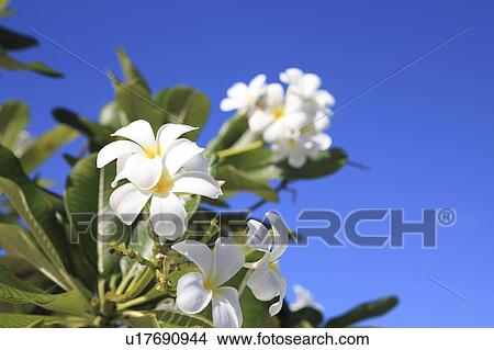 Picture - Temple tree blossoms, Maldive Islands. Fotosearch