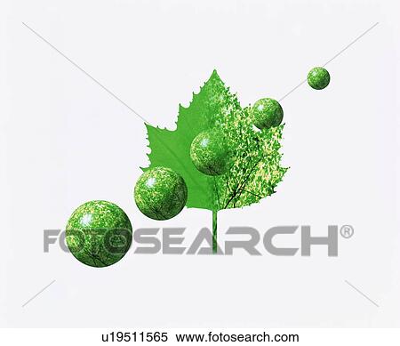 Stock Photography - Tender Green and Green Balls. Fotosearch