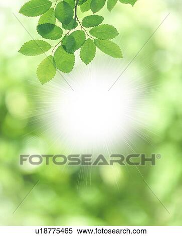 Tender Green and Sunshine View Large Photo Image Stock Photography - Tender Green and Sunshine. Fotosearch