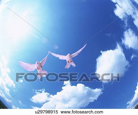 Stock Photography - The bird which flies in the sky. Fotosearch