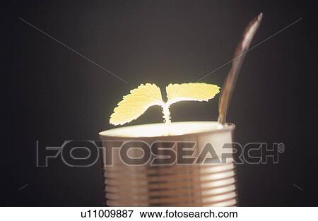 Stock Photo - The cotyledon in canned food. Fotosearch