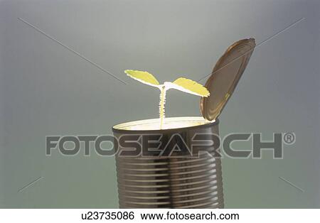 The cotyledon in canned food View Large Photo Image Stock Photograph - The cotyledon in canned food. Fotosearch