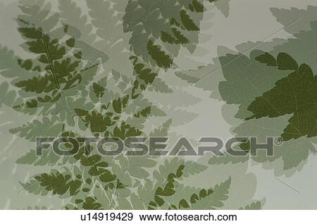 The green overlapping leaf View Large Photo Image Stock Photo - The green overlapping leaf. Fotosearch