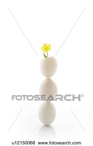 Stock Photo - Three eggs stacked atop one another, with a yellow flower growing from the topmost. Fotosearch