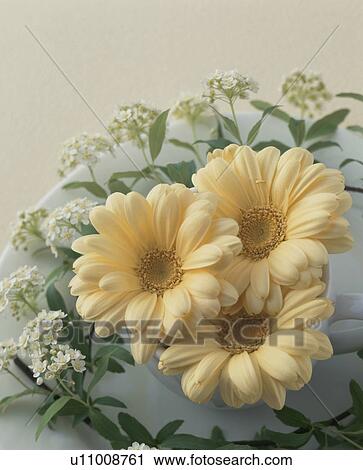 Stock Image - Three flowers in a teacup, with smaller flowers around the plate. Fotosearch