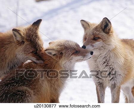 Three foxes on snowy land, Biei town, Hokkaido prefecture, Japan View Large Photo Image Stock Photo - Three foxes on snowy land, Biei town, Hokkaido prefecture, Japan. Fotosearch