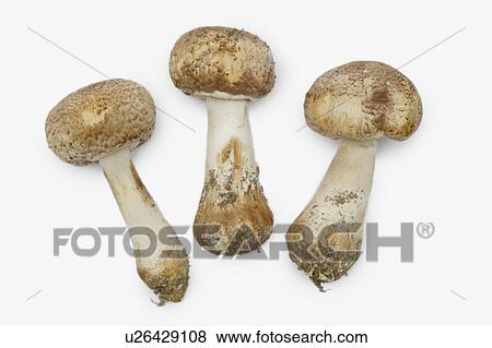 Stock Photo - Three mushrooms, white background. Fotosearch
