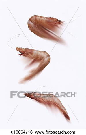 Three shrimp with white background View Large Photo Image Stock Photograph - Three shrimp with white background. Fotosearch