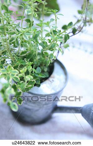 Stock Image - Thyme growing in watering can. Fotosearch