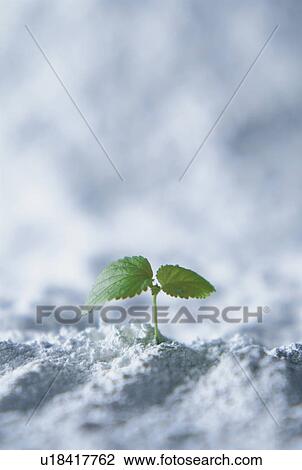 Stock Image - Tiny seedling growing in sand. Fotosearch