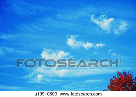 Stock Image - Tip of a tree underneath a blue sky. Fotosearch