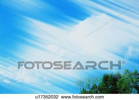 Stock Image - Tip of a tree underneath a blue sky. Fotosearch