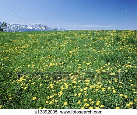Stock Photography - Tokachi mountain ranges from field of flowers, Biei town, Hokkaido prefecture, Japan. Fotosearch