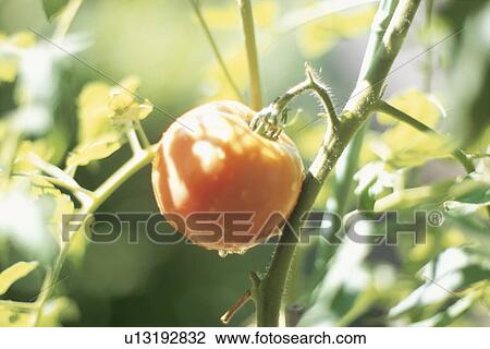 Tomato Plant. Aizuwakamatsu, Fukushima Prefecture, Japan View Large Photo Image Stock Image - Tomato Plant. Aizuwakamatsu, Fukushima Prefecture, Japan. Fotosearch