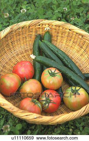 Stock Photo - Tomatoes and cucumbers in a basket. Fotosearch