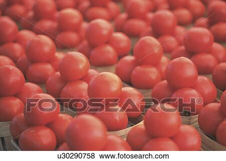 Tomatoes in baskets View Large Photo Image Stock Photo - Tomatoes in baskets. Fotosearch