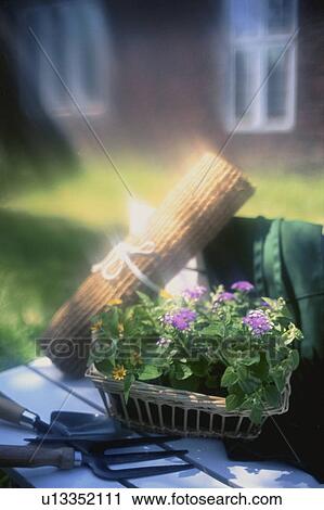 Tools and seedlings in a cottage garden View Large Photo Image Stock Image - Tools and seedlings in a cottage garden. Fotosearch