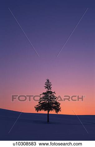 Stock Image - Tree at dusk. Fotosearch