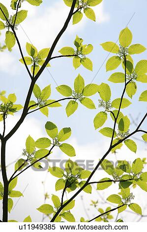 Tree branch with leaves, Low angle view View Large Photo Image Stock Photography - Tree branch with leaves, Low angle view. Fotosearch