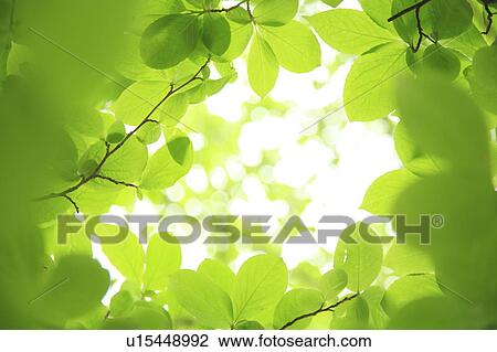 Tree branches, Low angle view View Large Photo Image Stock Image - Tree branches, Low angle view. Fotosearch