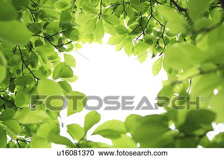 Stock Image - Tree branches, Low angle view. Fotosearch
