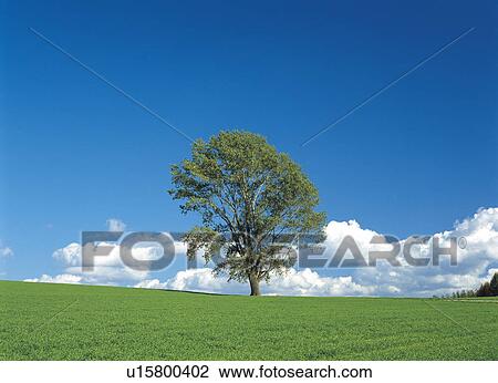 Stock Image - Tree in field, Biei town, Hokkaido prefecture, Japan. Fotosearch