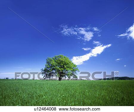 Stock Photo - Tree in field, Ikeda town, Hokkaido prefecture, Japan. Fotosearch