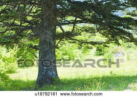 Stock Image - Tree in meadow, Norikura Plateau, Matsumoto, Nagano Prefecture, Japan. Fotosearch